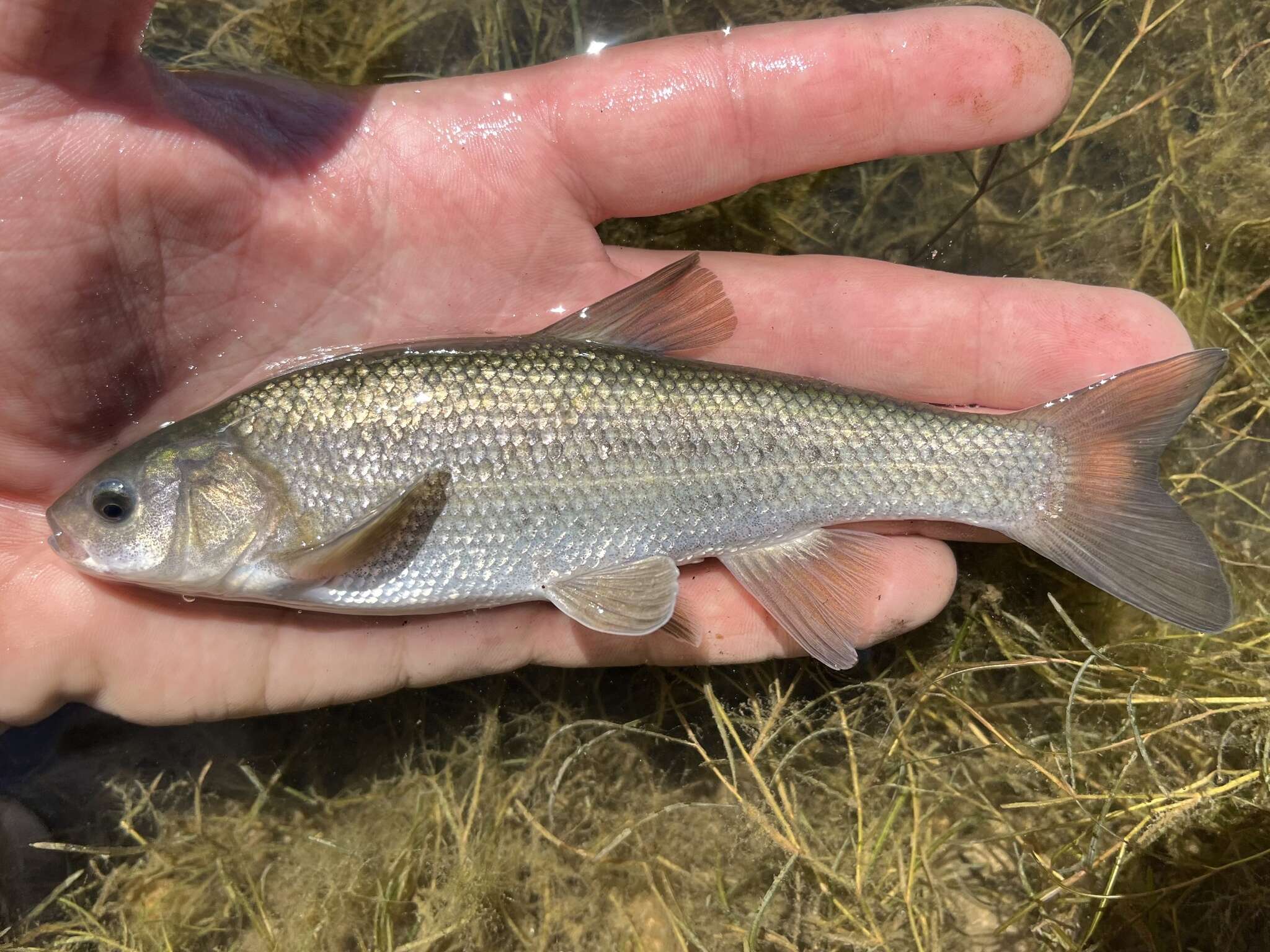 Image of Utah Chub