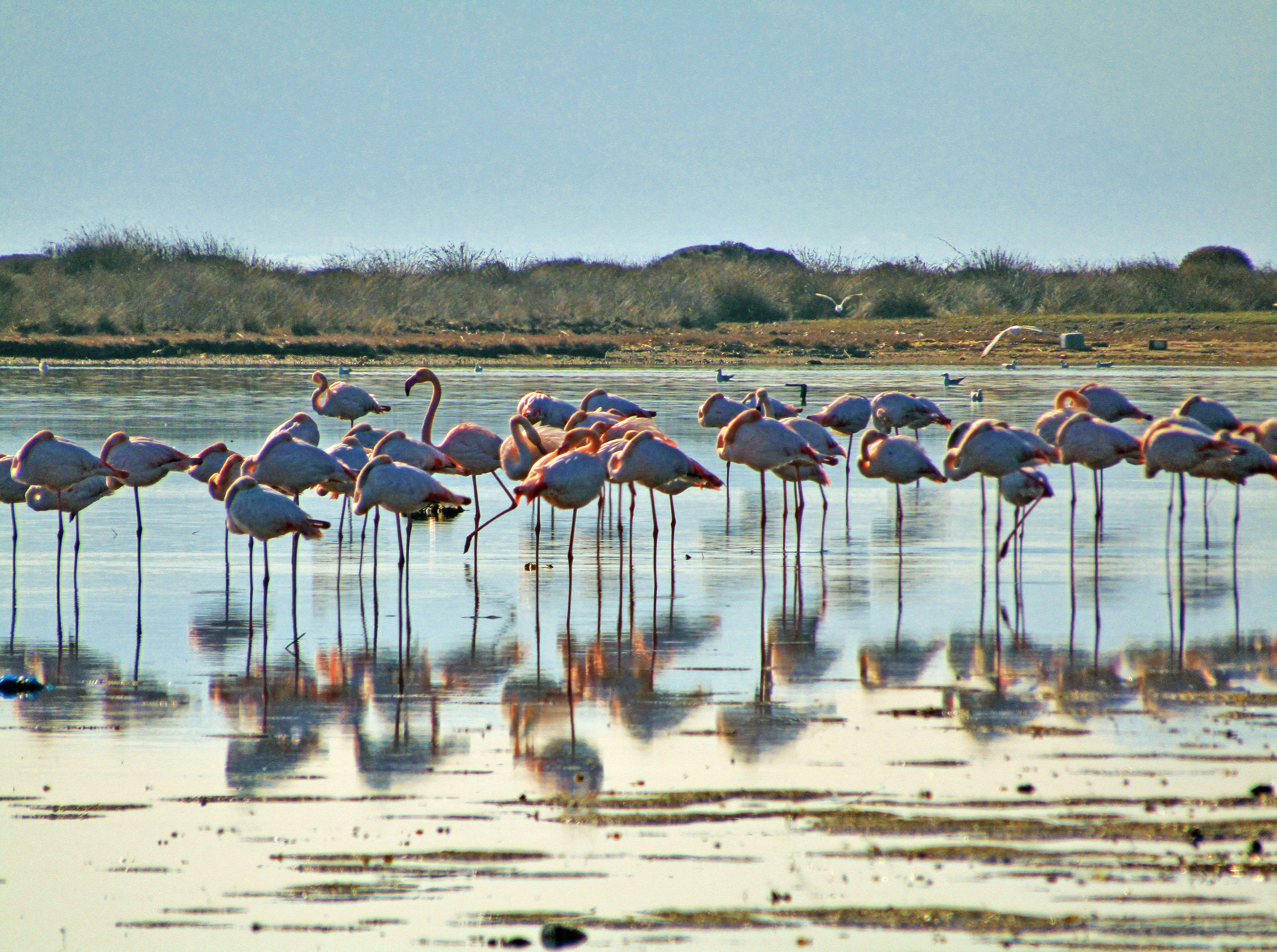 Imagem de Phoenicopterus roseus Pallas 1811