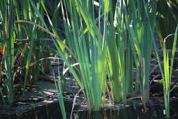 Image of Bullrush