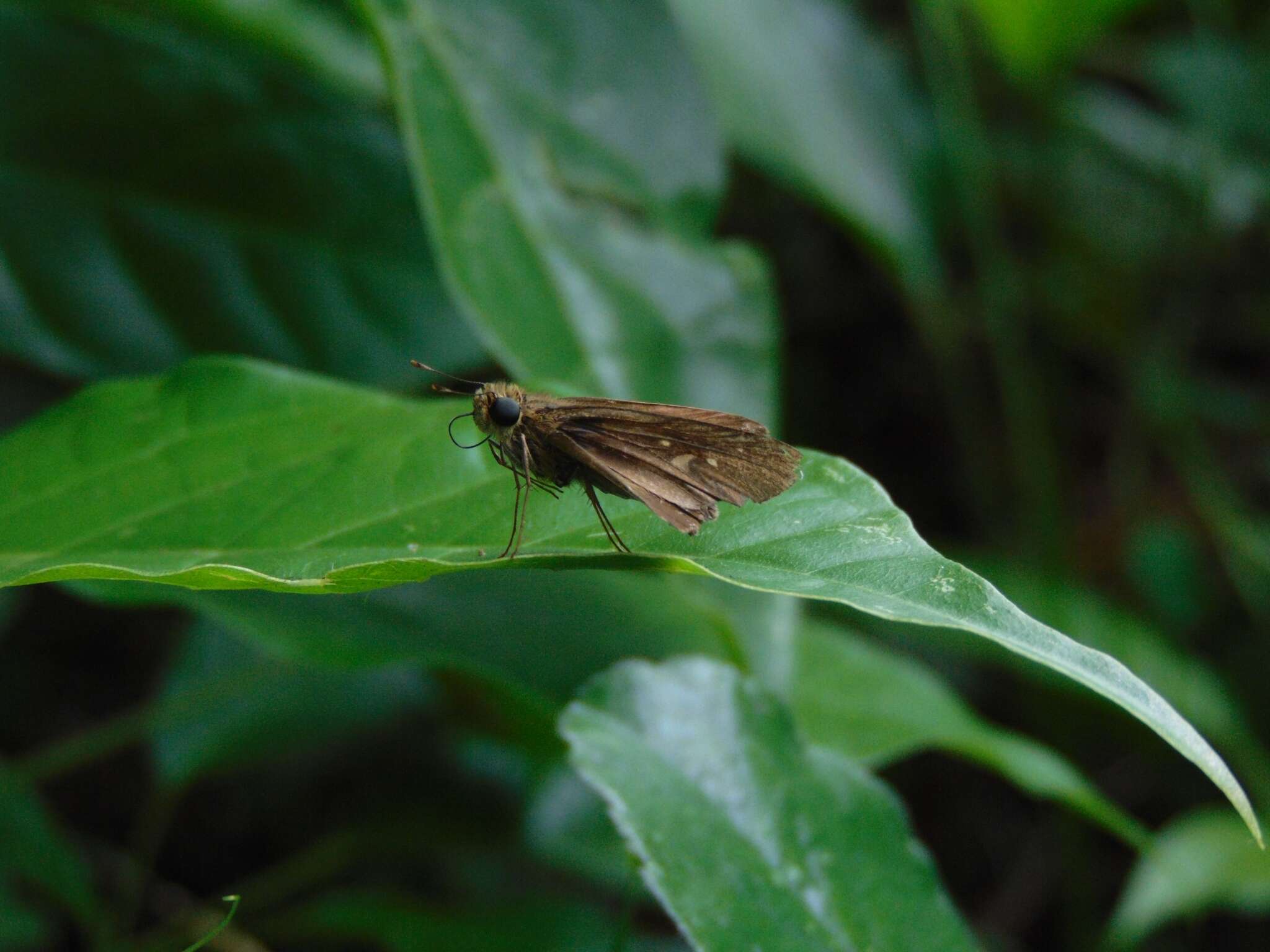 Image of Hecebolus skipper