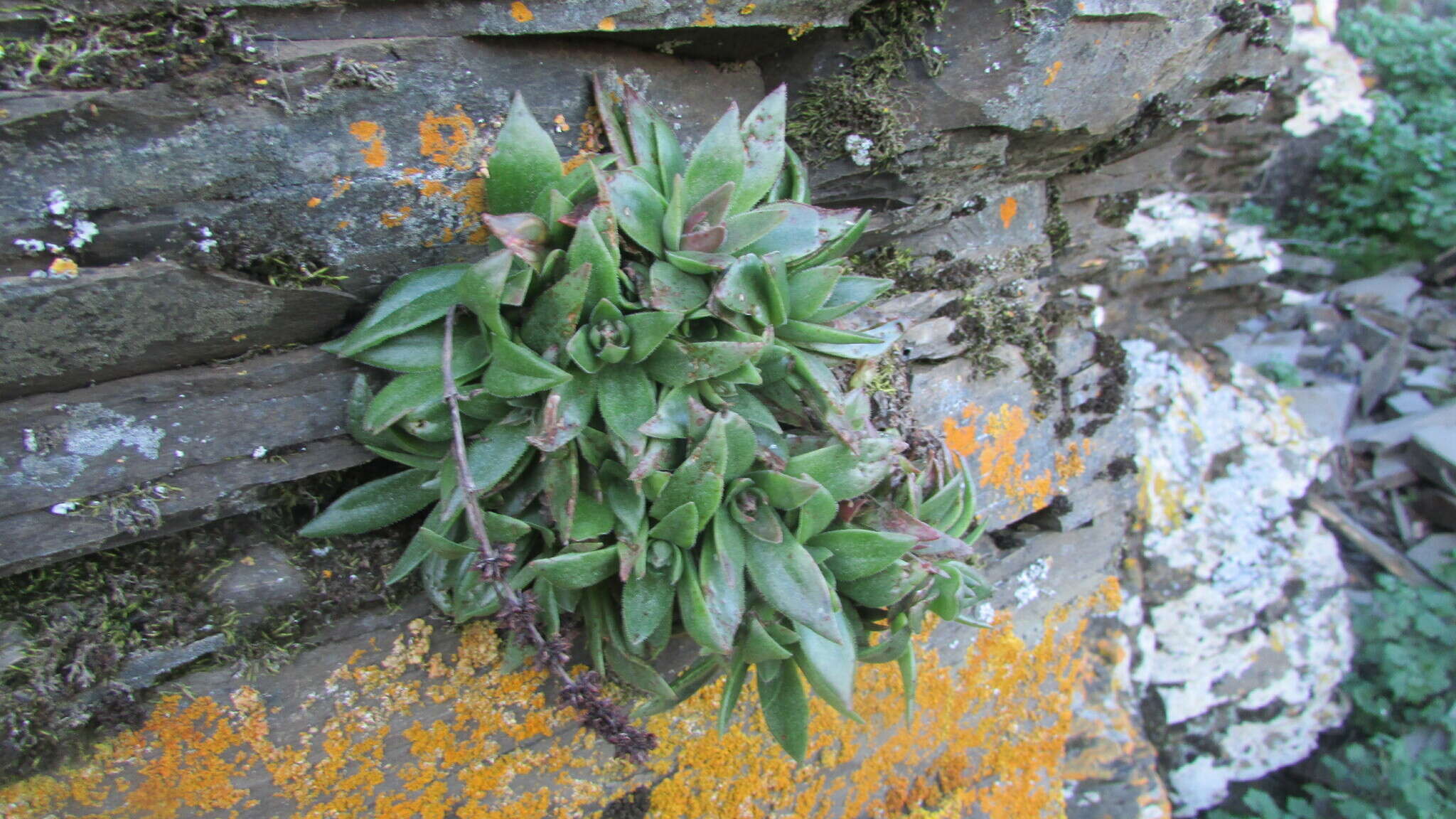 Image of Crassula brachystachya Tölken