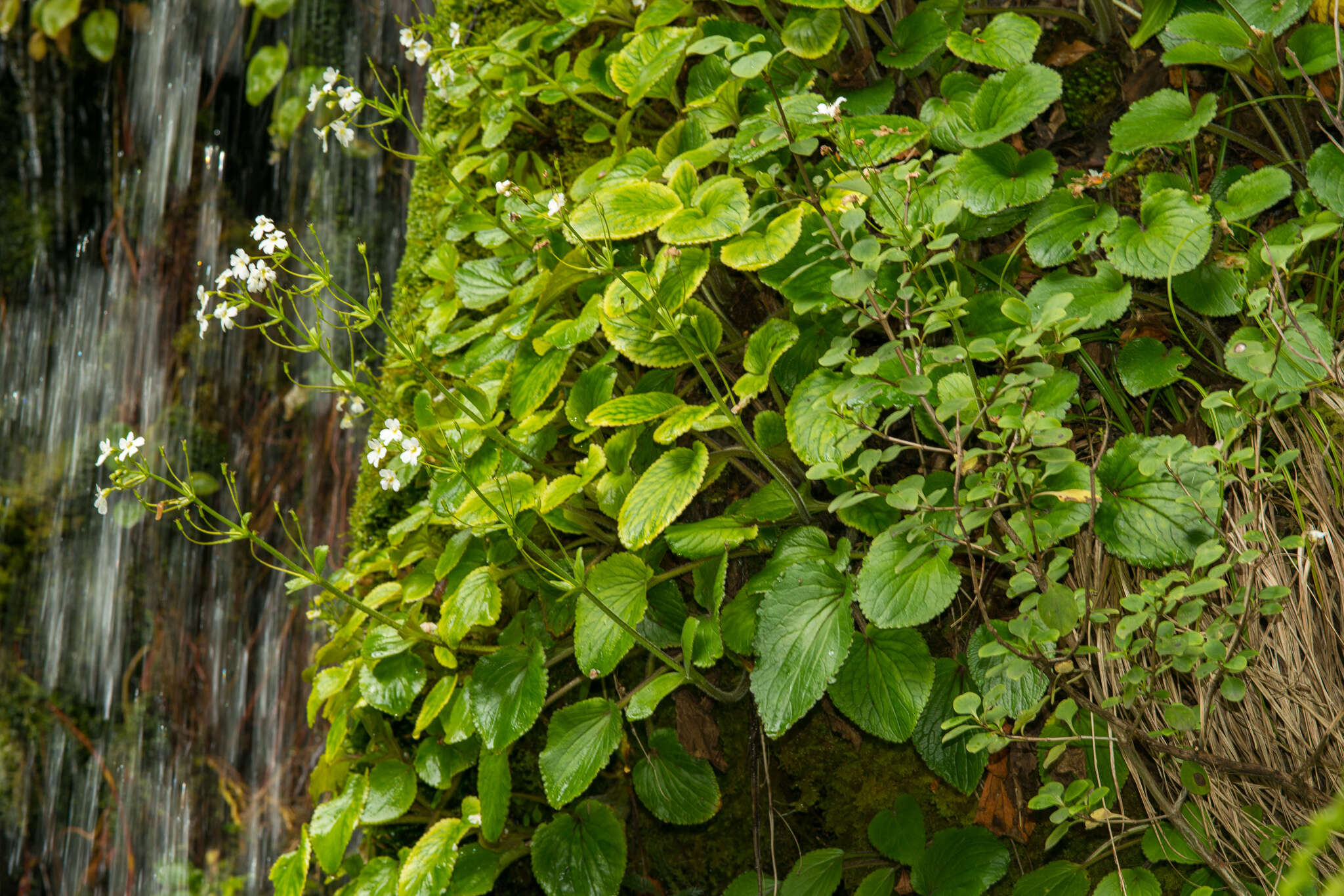 Imagem de Ourisia macrophylla Hook.