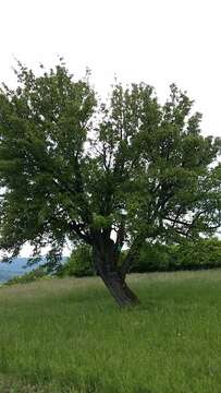 Image of Sorbus scalaris Koehne