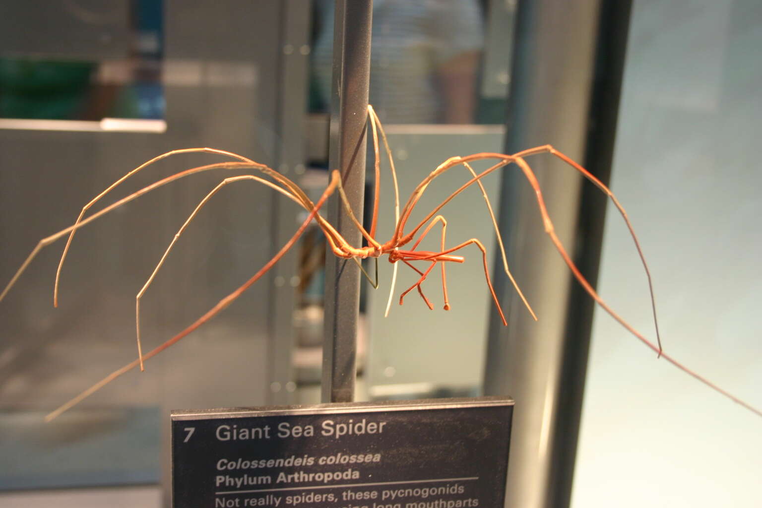 Image of Giant Sea Spider