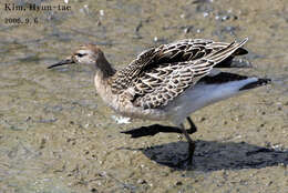 Image of Ruff