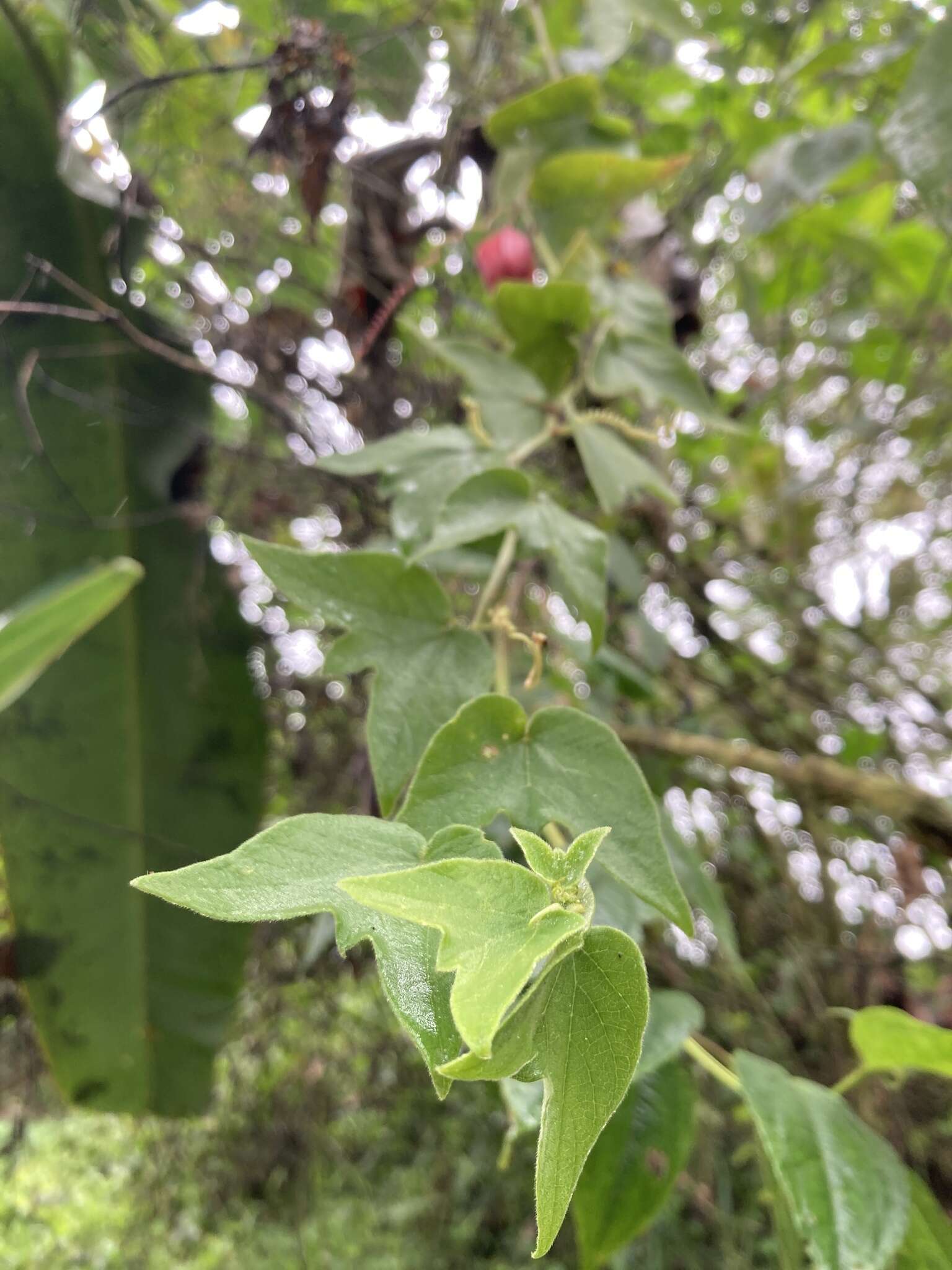 Image de Passiflora cisnana Harms