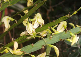 Image of Carmichaelia williamsii Kirk