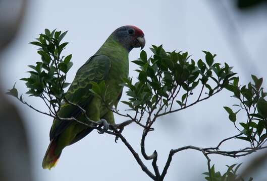 Image of Red-tailed Parrot, Red-tailed Amazon