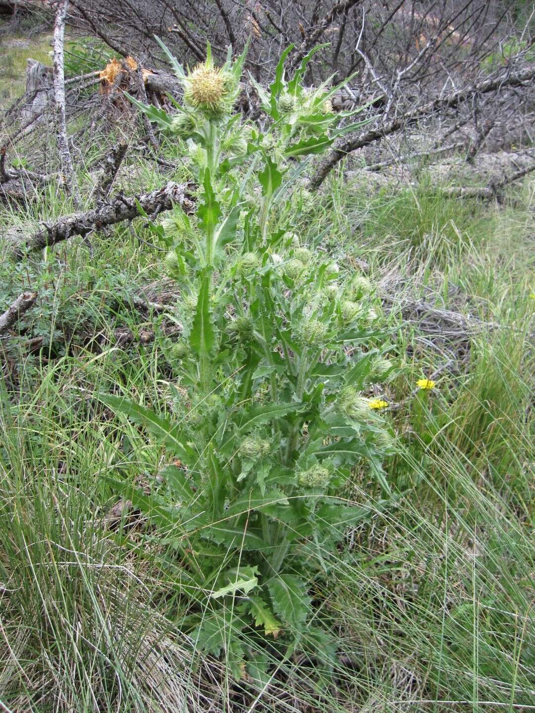 Plancia ëd Cirsium parryi (A. Gray) Petr.