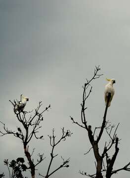 Image of Sulphur-crested Cockatoo