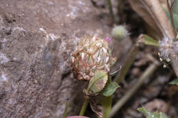 Image of sharp-tooth clover