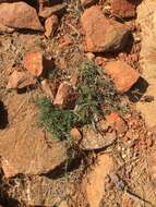 Image of Stebbins' false bindweed