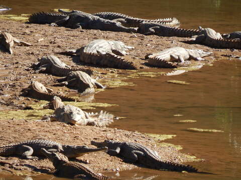 Image of Australian Freshwater Crocodile