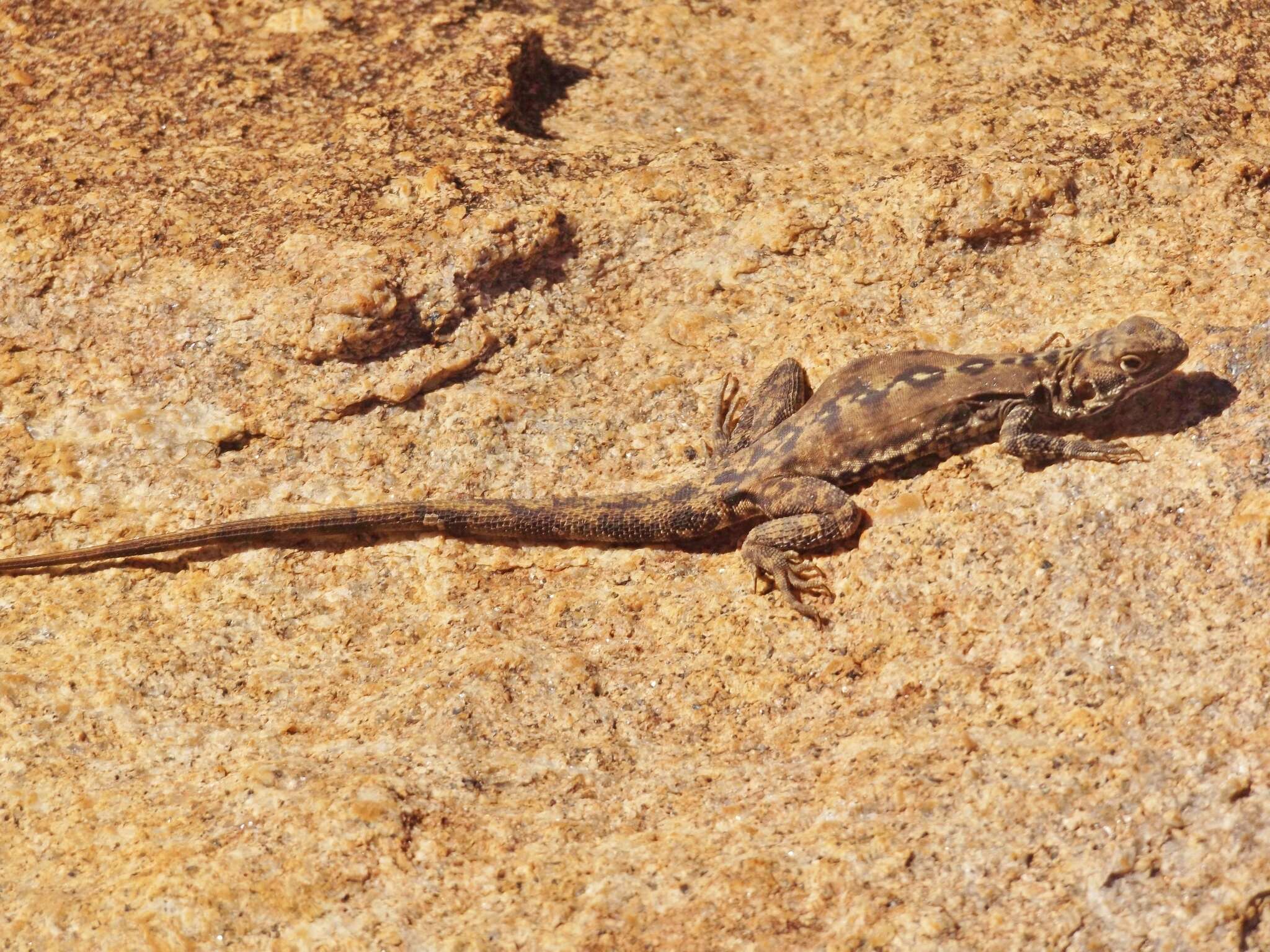 Image of Ornate Crevice-dragon