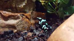 Image of Gold Arrow-poison Frog