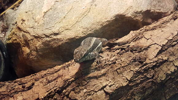 Image of Haitian Curlytail Lizard