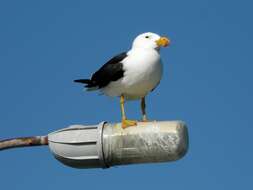 Image of Pacific Gull