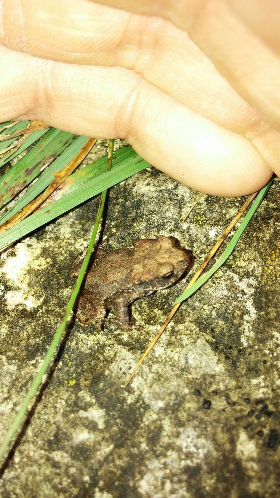 Image of Common Toad