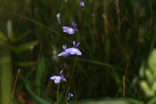 Image of Kalm's Lobelia