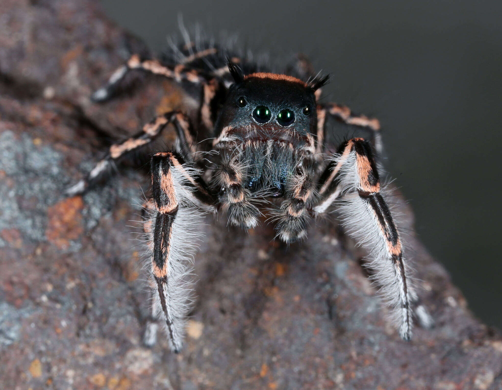 Image of Phidippus toro Edwards 1978