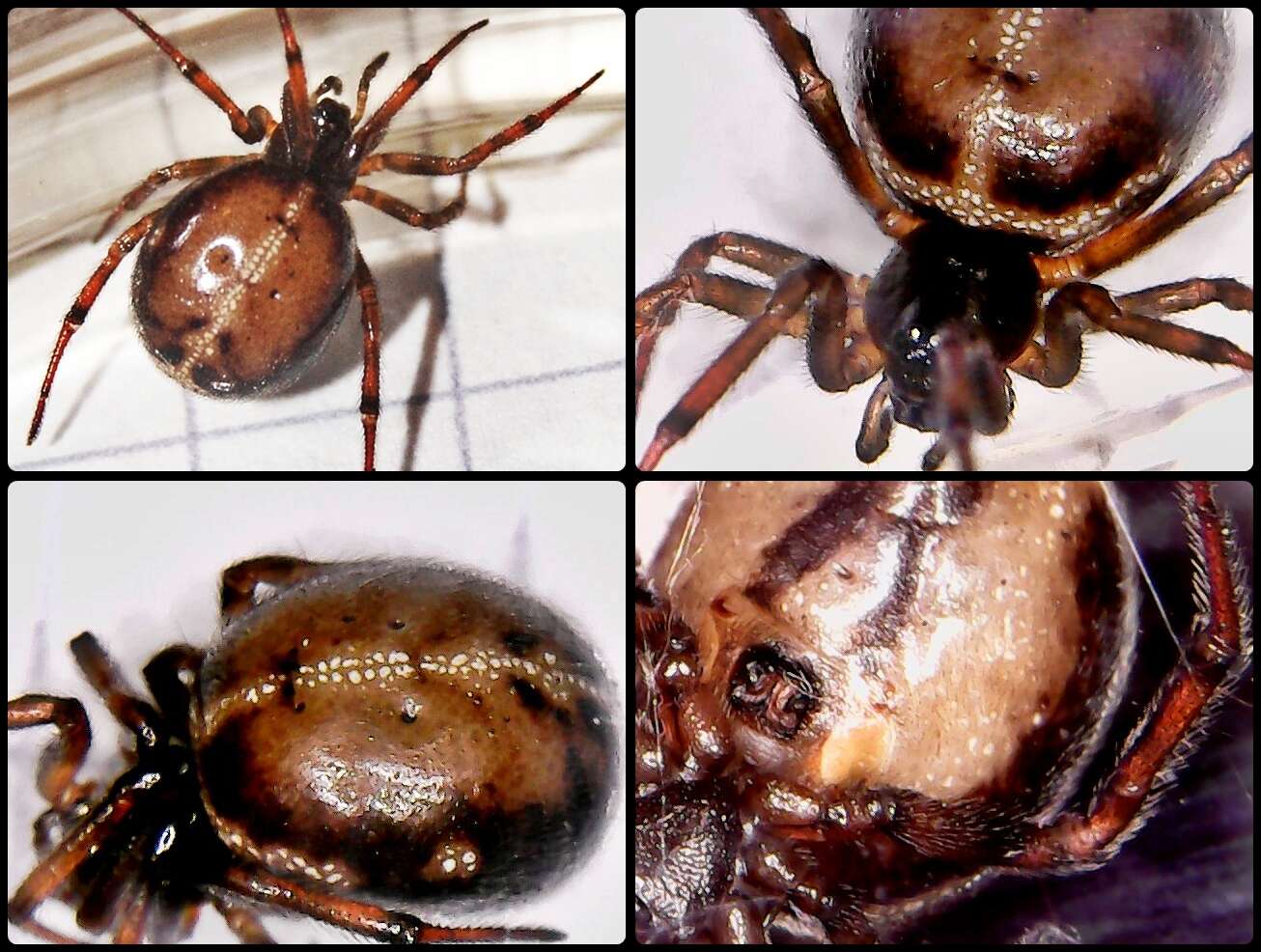 Image of False widow