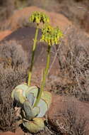 Image of Cotyledon cuneata Thunb.