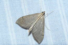 Image of <i>Anania mysippusalis</i>