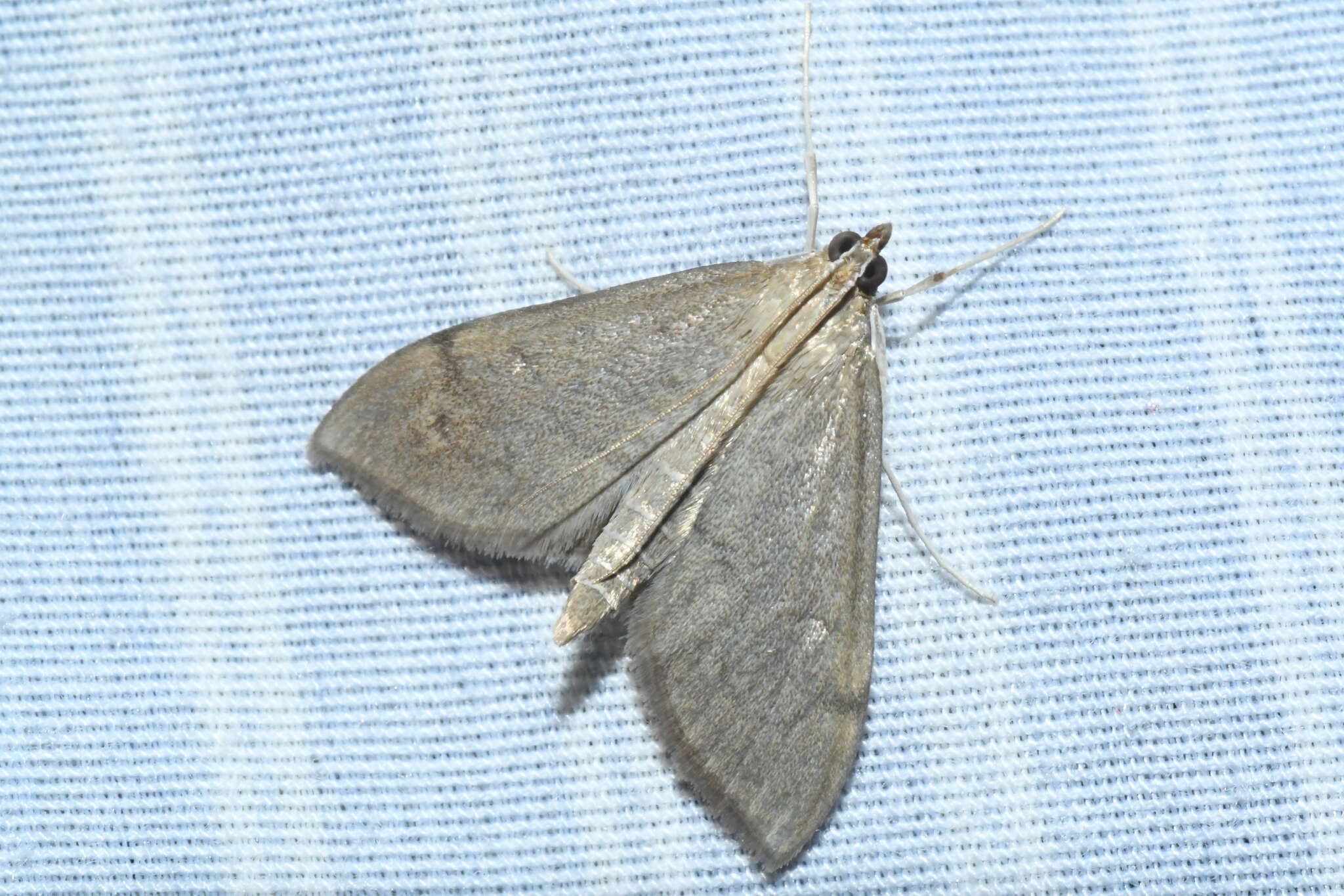 Image of <i>Anania mysippusalis</i>