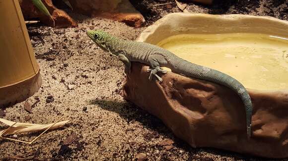 Image of Standing's Day Gecko