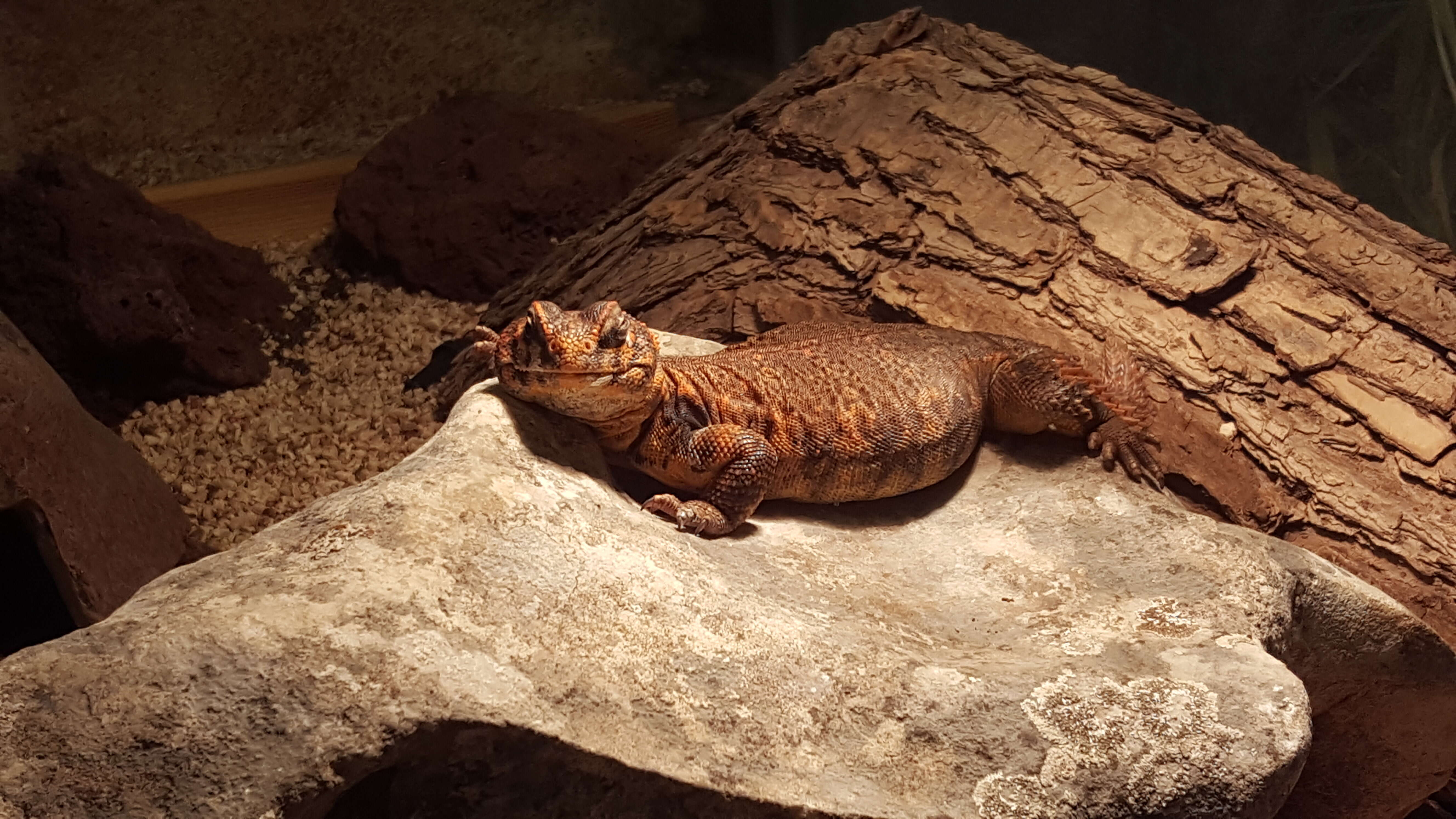 Image of Saharan spiny-tailed lizard