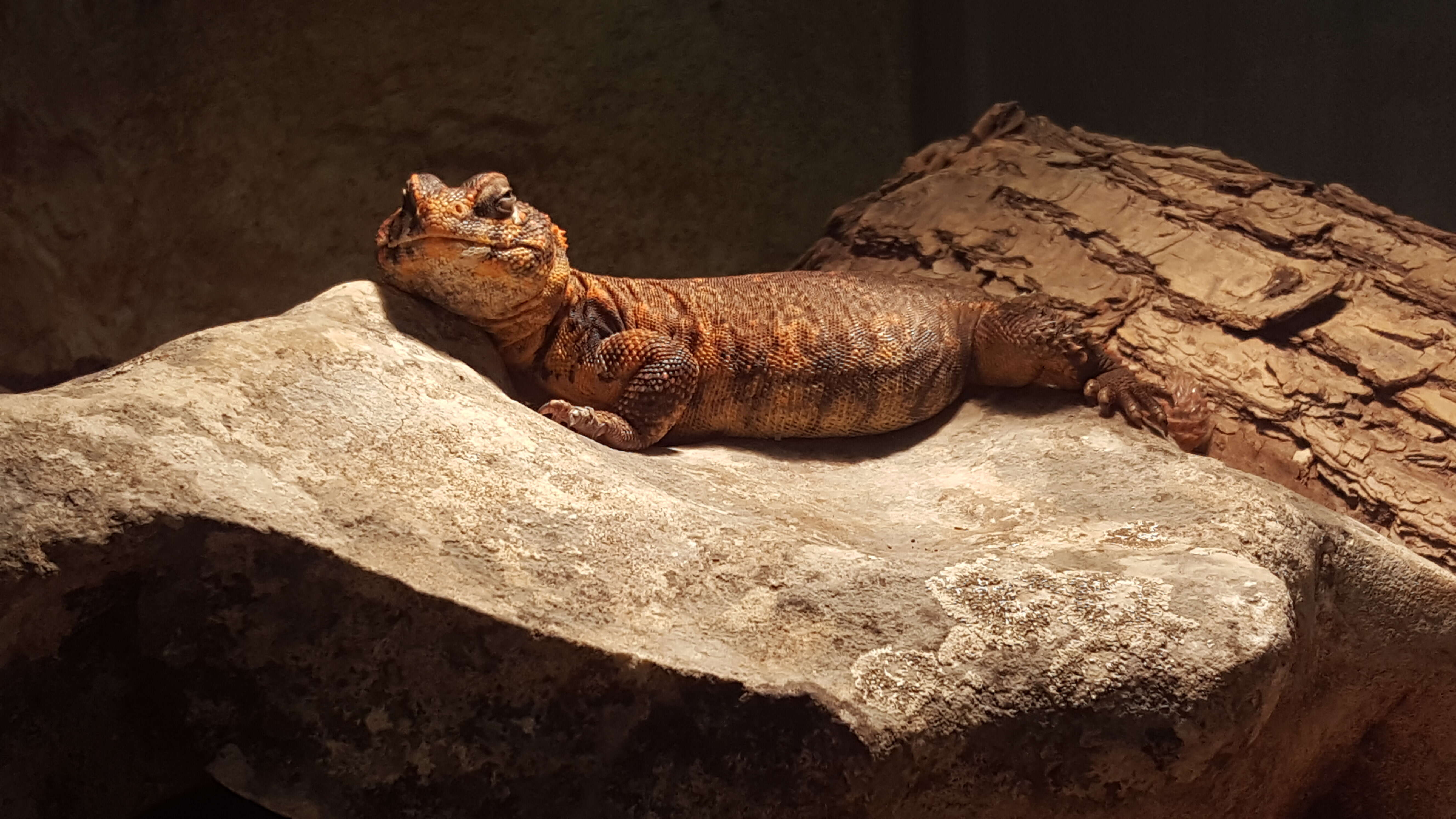 Image of Saharan spiny-tailed lizard