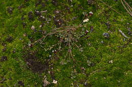 Image of <i>Trifolium variegatum</i> var. <i>geminiflorum</i>