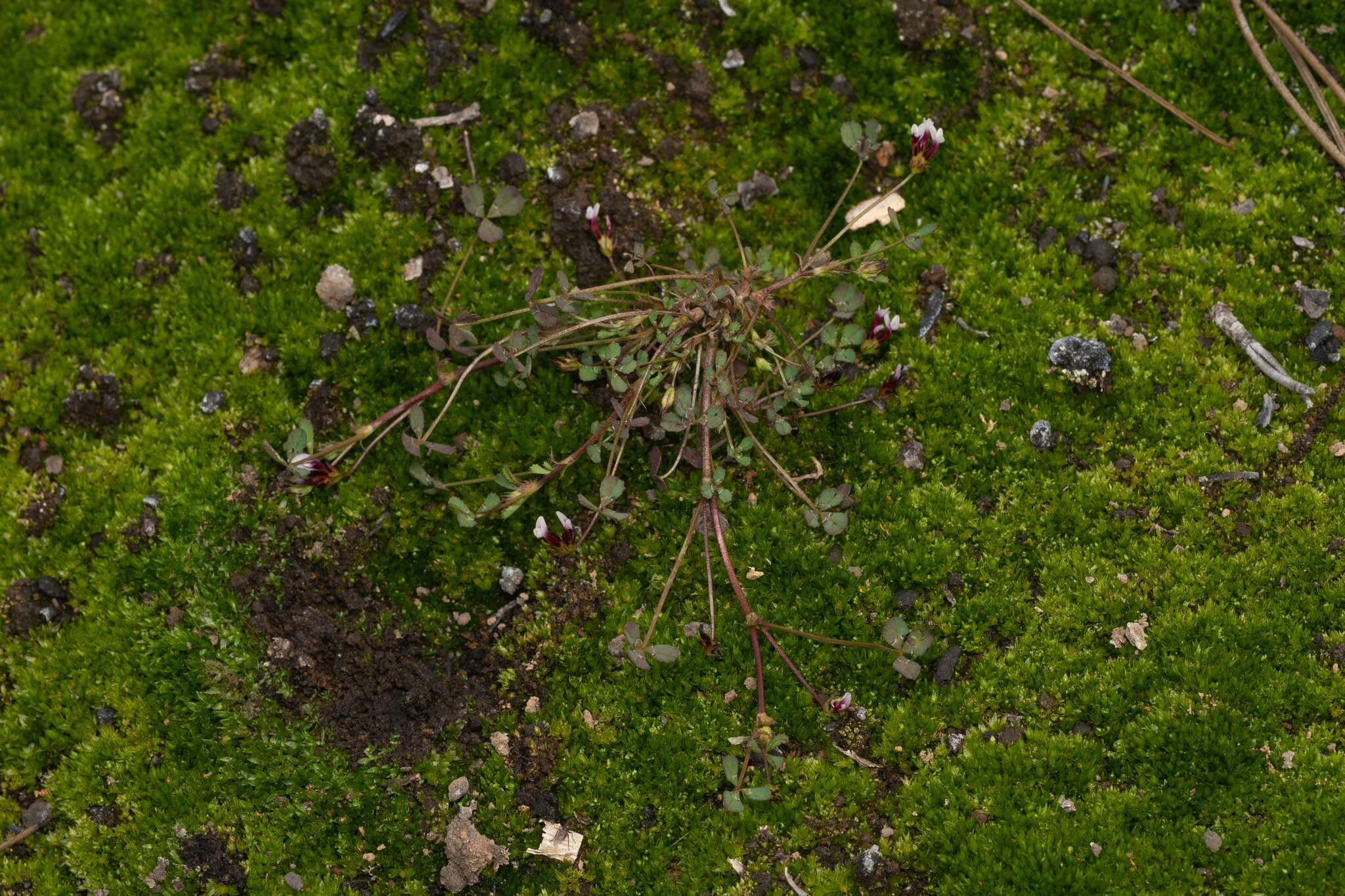 Image of <i>Trifolium variegatum</i> var. <i>geminiflorum</i>