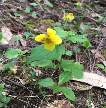 Image of pine violet