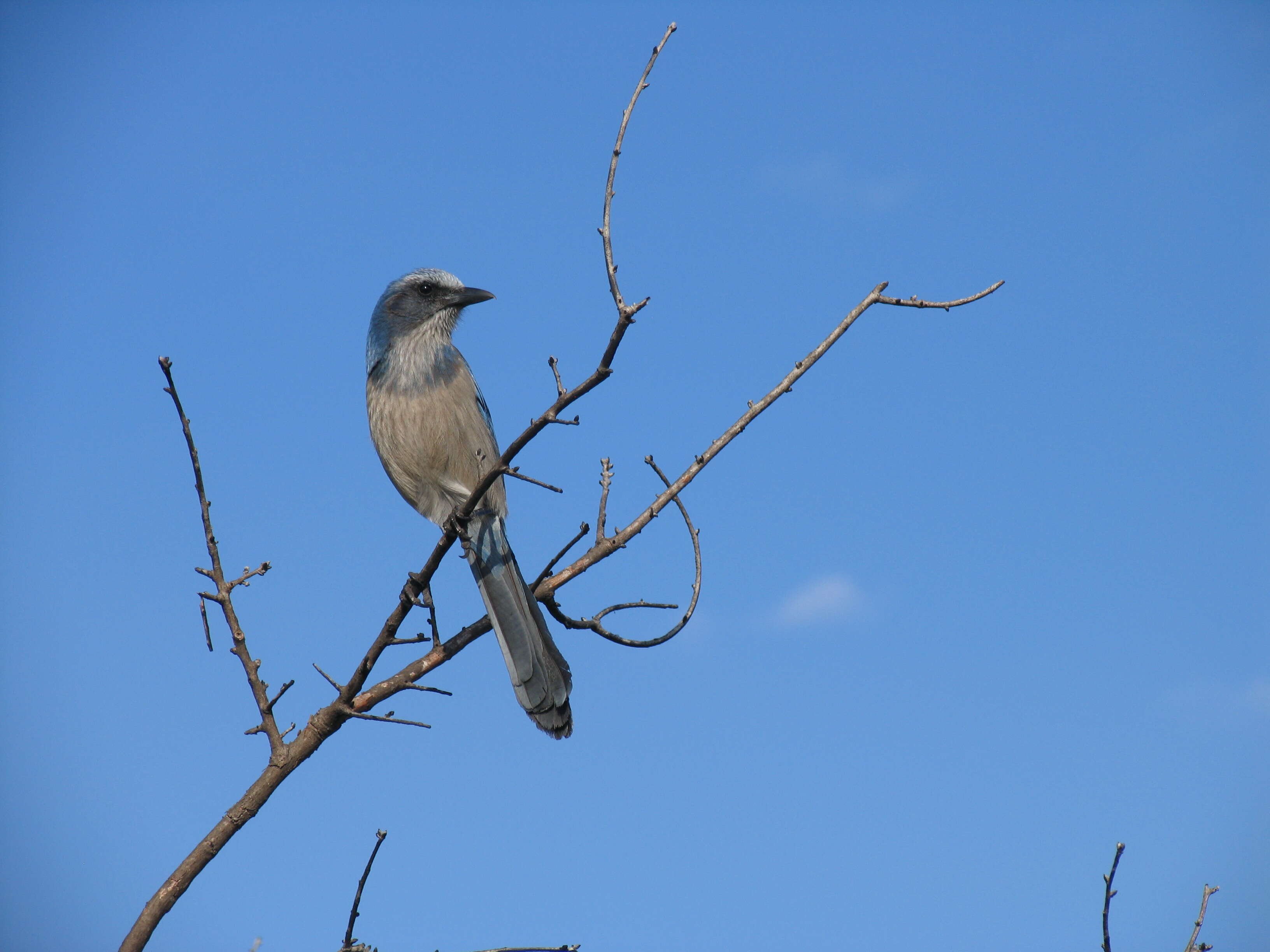 Image of Florida Jay