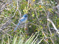 Image of Florida Jay