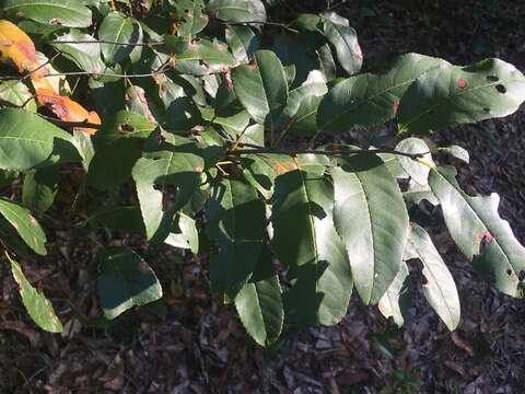 Image of Alabama cherry