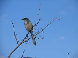 Image of Florida Jay