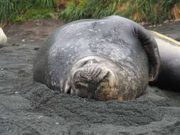 Image of South Atlantic Elephant-seal