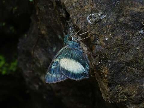 Image of Hasora discolor Felder & Felder 1859