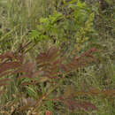 Image of Sorbaria sorbifolia var. stellipila Maxim.