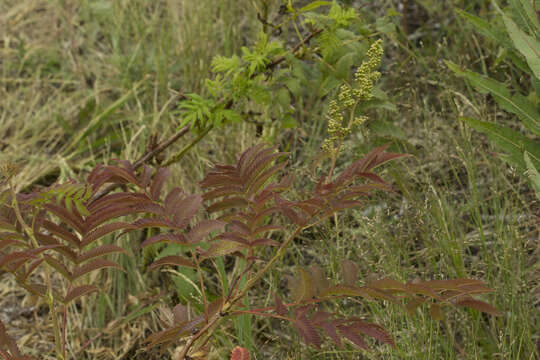 Image of Sorbaria sorbifolia var. stellipila Maxim.