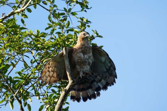 Nisaetus nanus (Wallace 1868) resmi