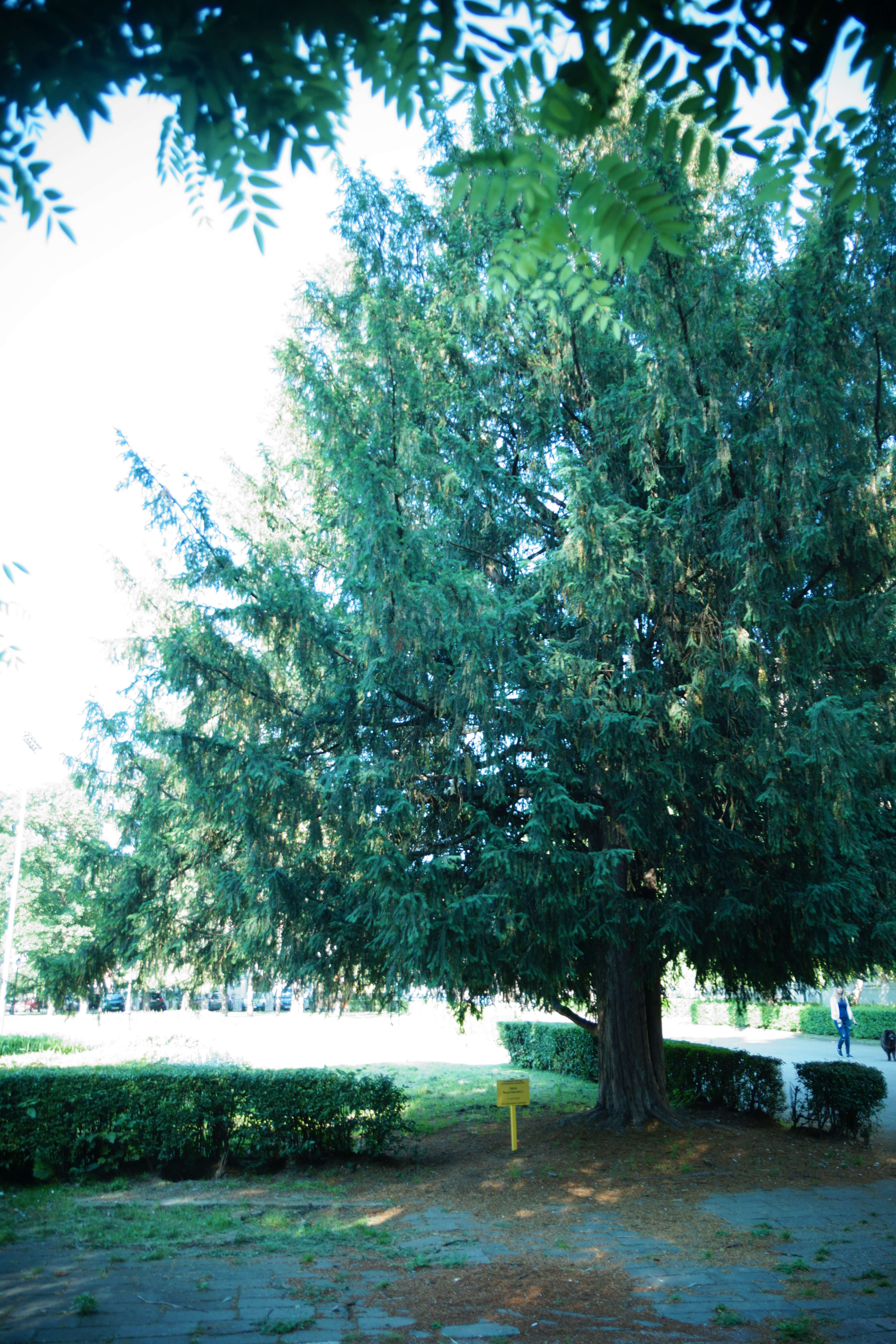 Image of English yew