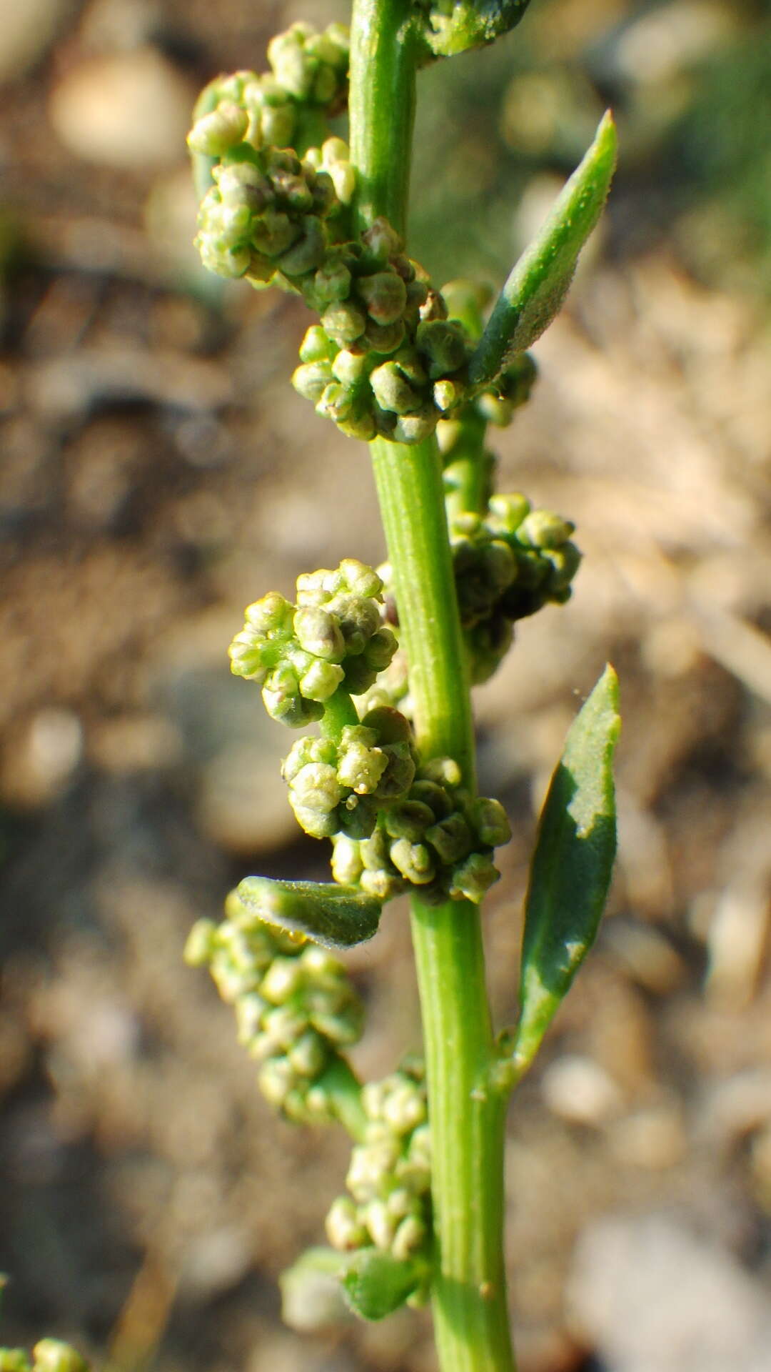 Plancia ëd Oxybasis glauca var. salina (Standl.) Verloove