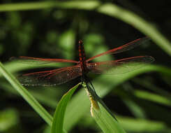 Image of <i>Trithemis kirbyi ardens</i> Gerstaecker 1891