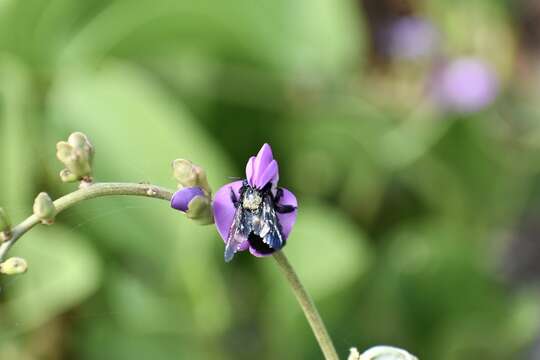 Xylocopa cubaecola Lucas 1857 resmi