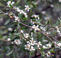 Imagem de Leptospermum polyanthum J. Thompson