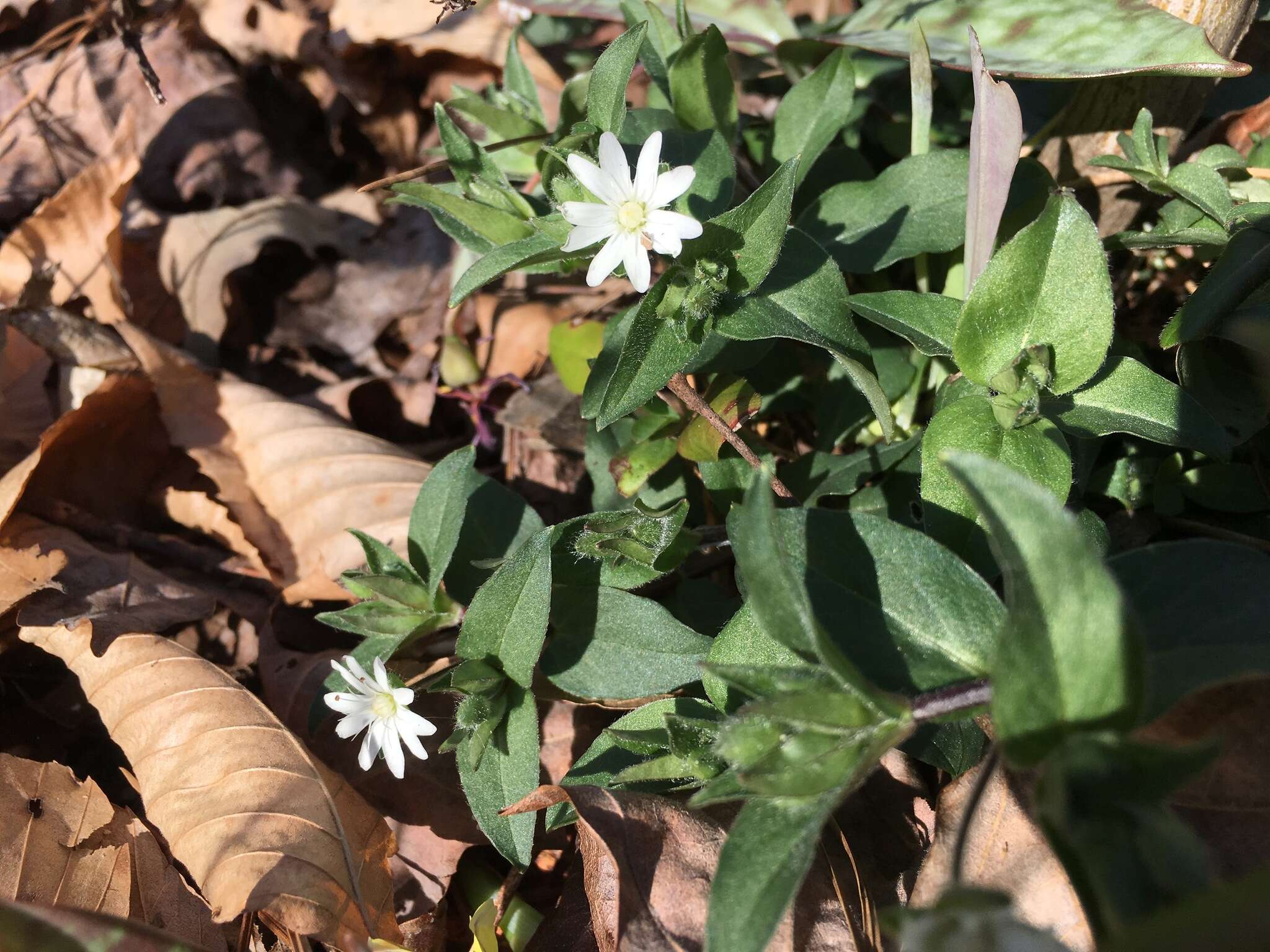 Image of star chickweed