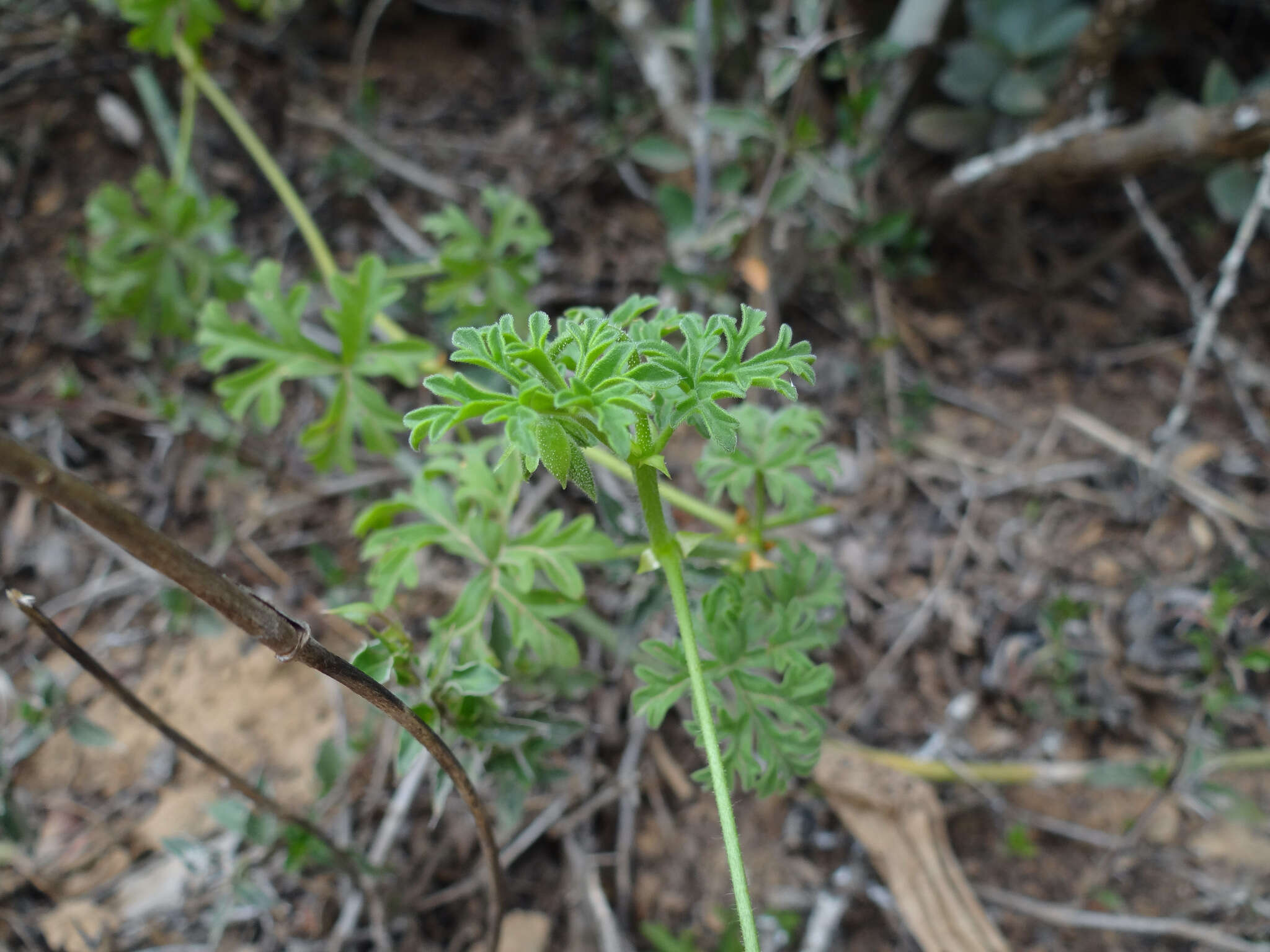 Image of Pelargonium exhibens P. Vorster